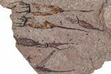 Eocrinoid (Ascocystites) Mortality Plate - Ordovician #306206-1